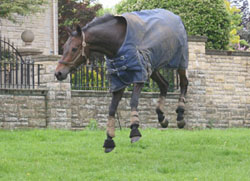 horse playiing